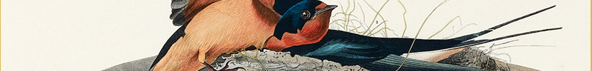 Barn Swallows  / Audubon, John James, 1785-1851 / 1827 (Click the picture for more information)